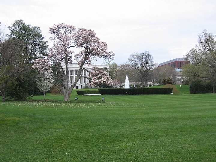 06 Cherry blossoms, White House.jpg